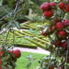 vegetable garden